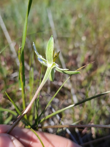 Pauridia serrata, photograph 3