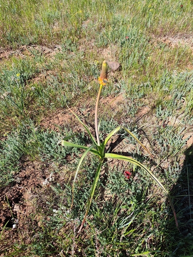 Bulbinella latifolia