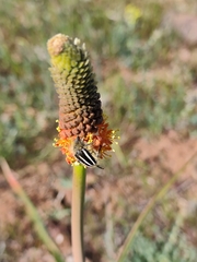 Bulbinella latifolia, photograph (c) Jeanette Clarke, some rights reserved (CC BY-SA)