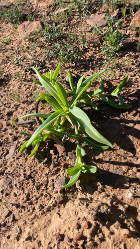 Mesembryanthemum pallens
