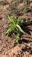 Mesembryanthemum pallens
