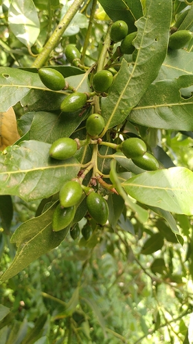 Laurus novocanariensis, photograph 3
