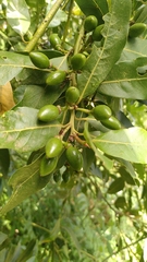 Laurus novocanariensis, photograph author not stated, no rights reserved