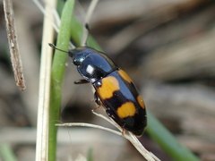 Glischrochilus grandis