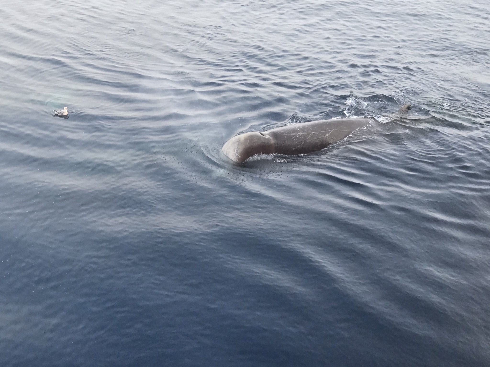 Hyperoodon ampullatus