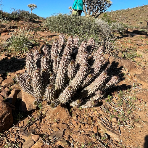 Hoodia gordonii