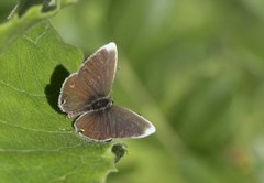 Eicochrysops hippocrates