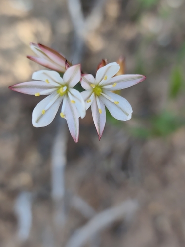Chlorophytum graminifolium, photograph 2