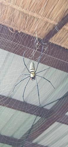 Giant Golden Orbweaver