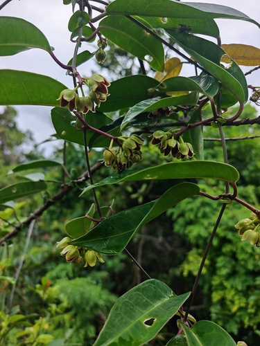 Cynanchum graphistemmatoides, 2026-08-01