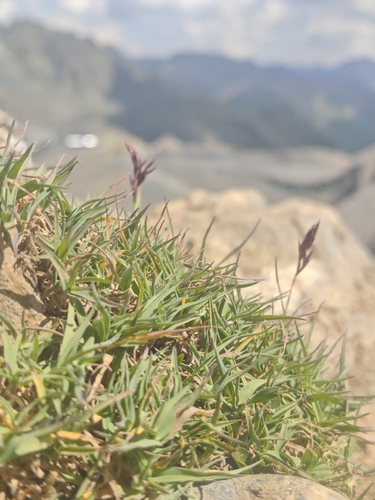 Acrospelion distichophyllum observed 2026-07-29