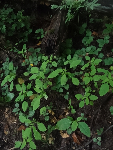 Наблюдение на iNaturalist