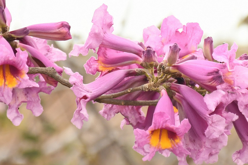 Handroanthus