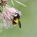 Three-striped Bumble Bee - Photo (c) karoconniff, some rights reserved (CC BY-NC), uploaded by karoconniff