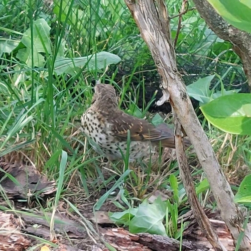 Song Thrush