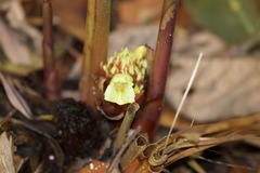 Amomum subulatum