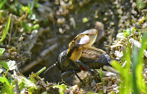 European Field Cricket