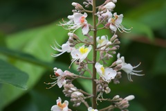 Aesculus indica