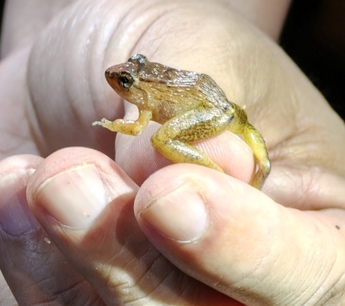 Limnonectes plicatellus observed 2026-07-25