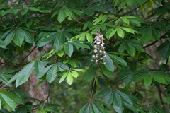 Aesculus indica