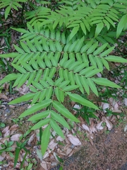 Osmunda japonica