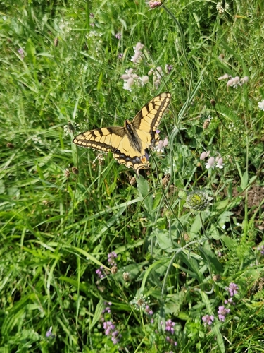 Old World Swallowtail