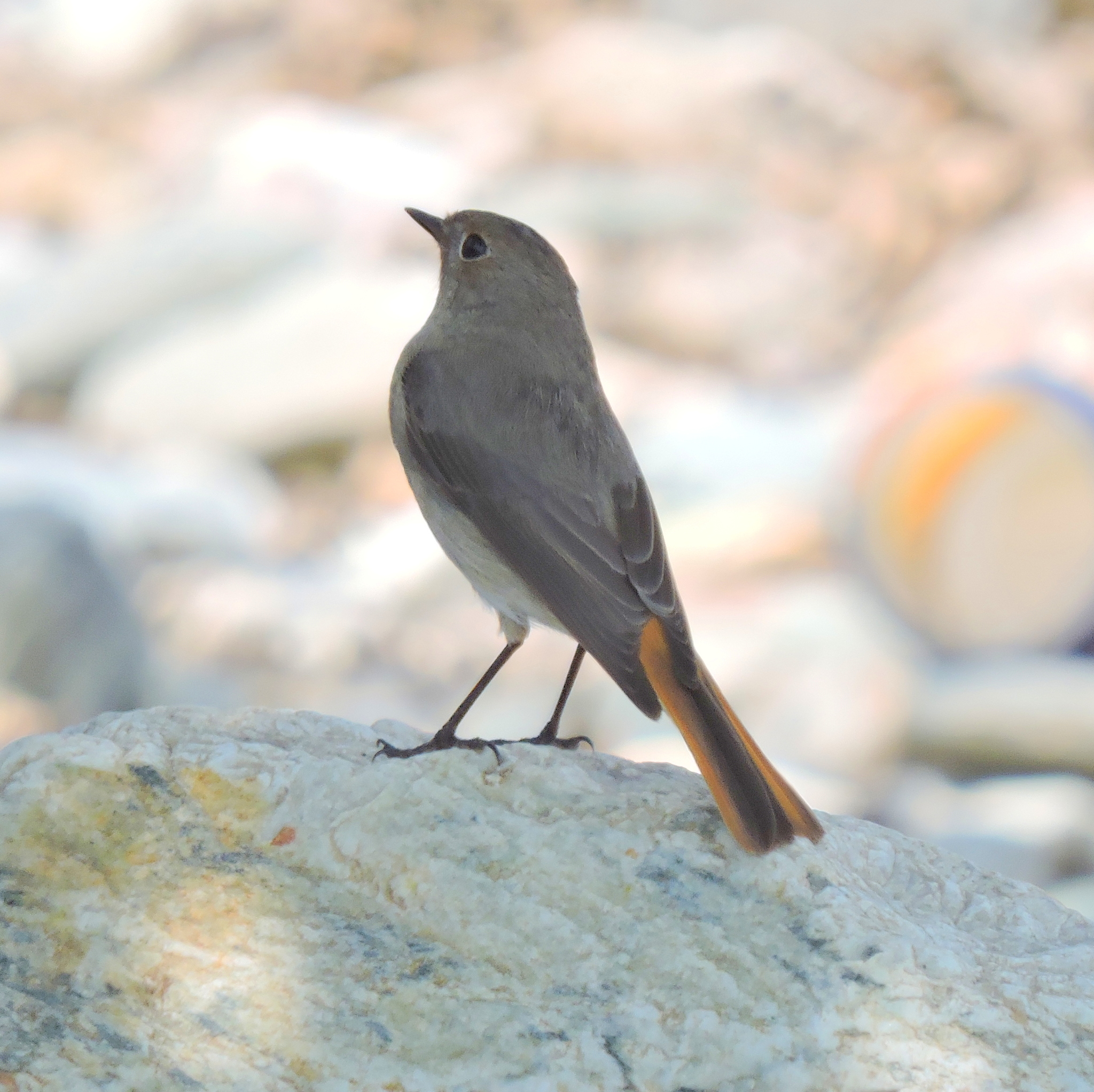 Hodgson's Redstart