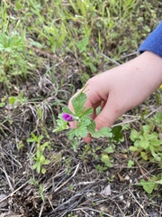 Erodium texanum
