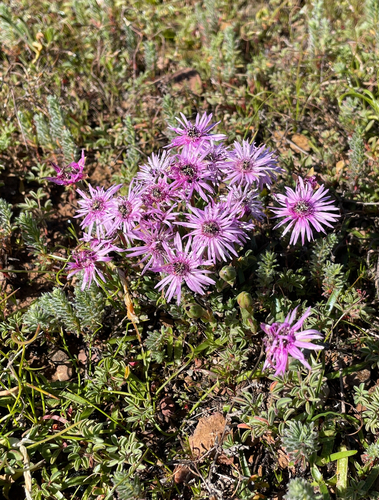 Antimima gracillima