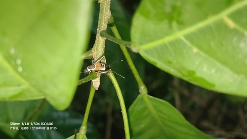 Ornebius fuscicerci