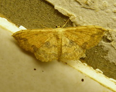 Scopula pulchellata rufinubes