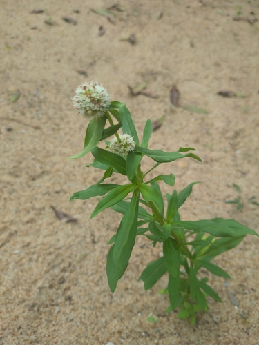 shrubby false buttonweed
