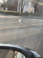 Larus argentatus image