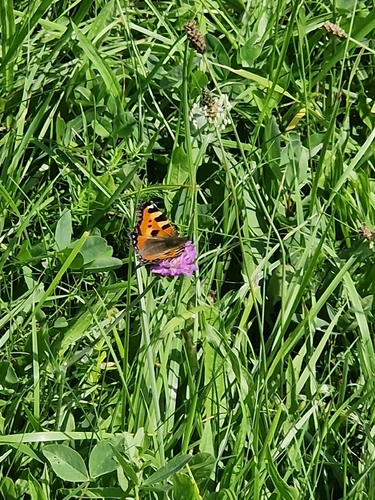 Small Tortoiseshell