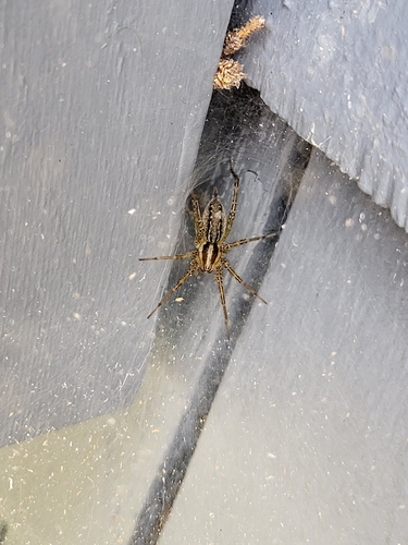Potter's Grass Spider