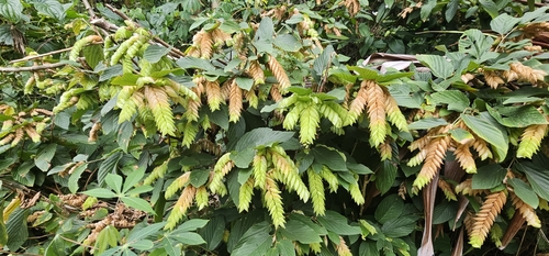 Flemingia strobilifera observed 2026-08-01