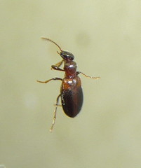 Aderidae