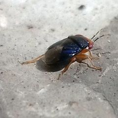 Geocoris erythrocephalus