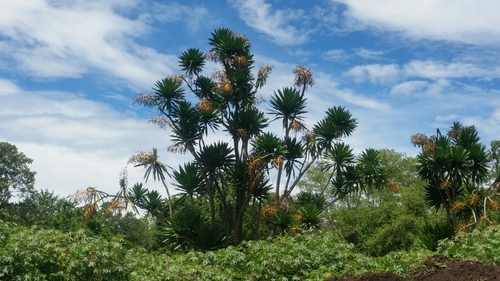 Northern Largeleaf Dragon Tree