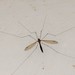 Tipula yamata - Photo (c) 利承拔, some rights reserved (CC BY-NC), uploaded by 利承拔