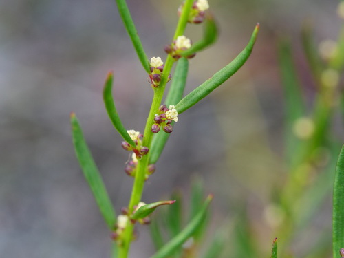 Amperea ericoides observed 2026-08-01