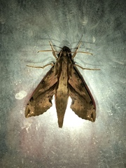Eupanacra