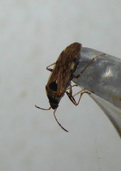 Elasmolomus transversus