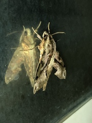 Eupanacra