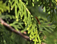 Rhagonycha fulvaliena