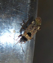 Elasmolomus transversus