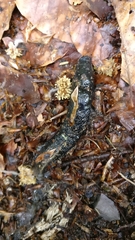 Limax cinereoniger