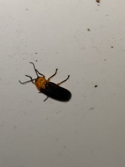 Abscondita cerata