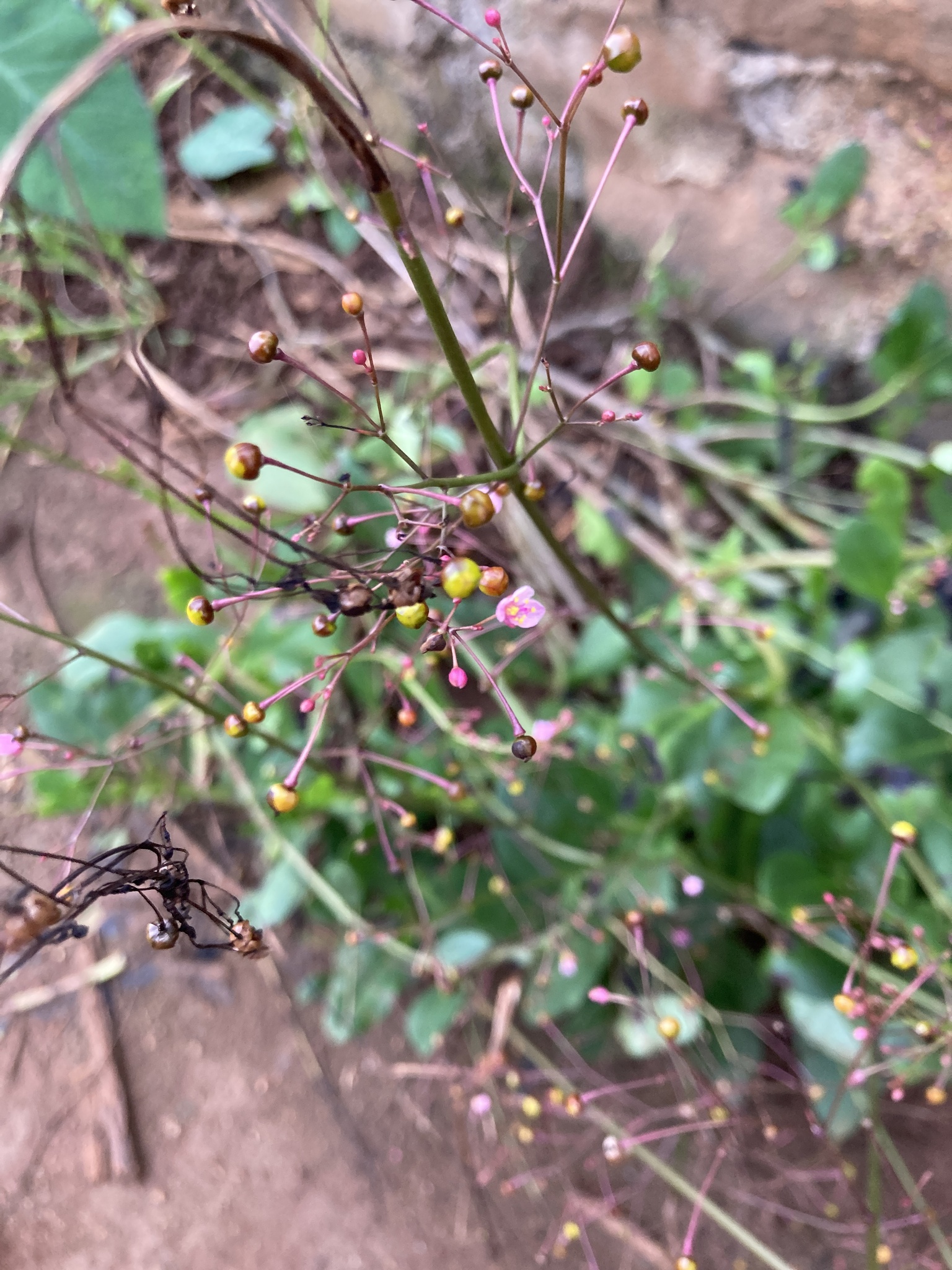 Talinum paniculatum (Talinum paniculatum)