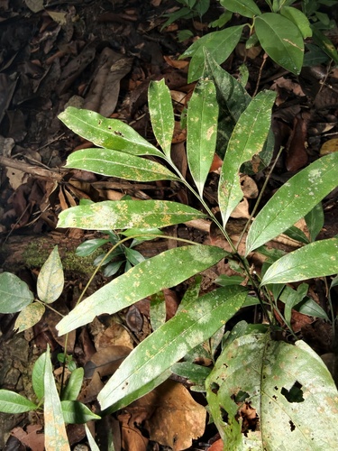 Taenitis blechnoides observed 2026-04-05
